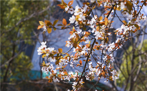 春暖花開，等你歸來——邀你云賞南新春景，以慰思念